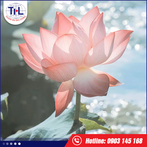 Hương sen